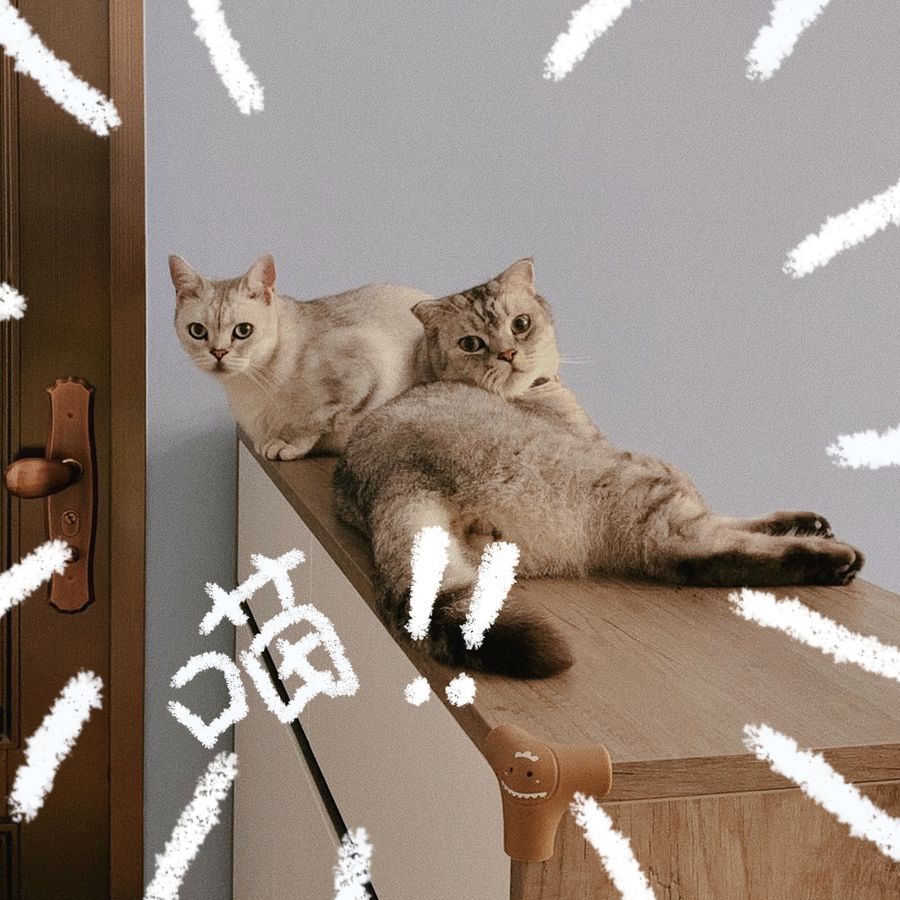 H&Y联创设计 | 两人两猫78㎡家，阳台上这样设计幸福感提升两倍！