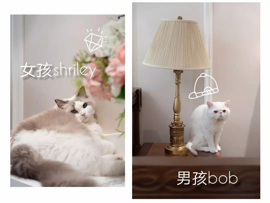 高迪愙实景 | 一个人，一方庭院，两只猫，南京女孩的北京生活图鉴