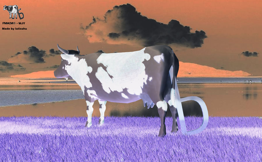 Travel of a cow