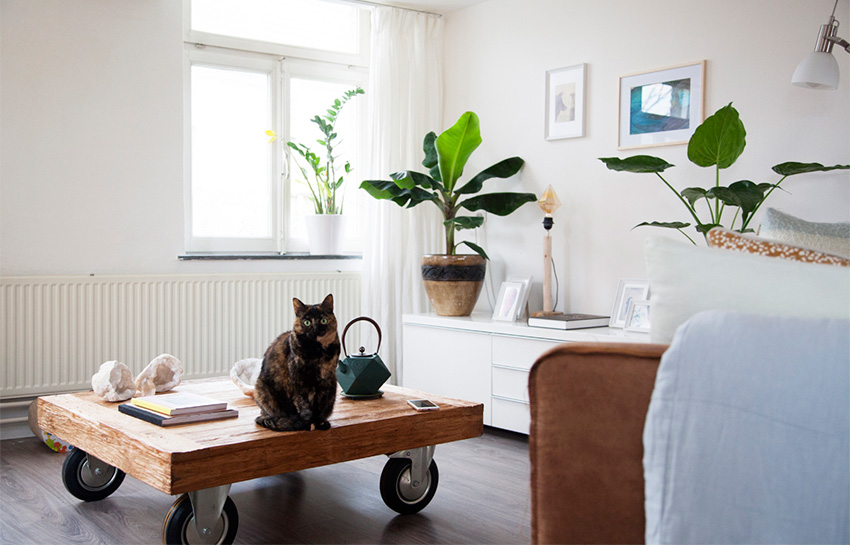 超幸福的单身住所- Astra 与两只猫的荷兰生活