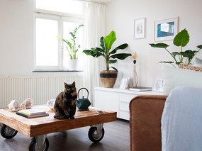 超幸福的单身住所- Astra 与两只猫的荷兰生活