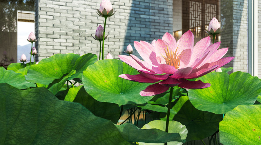 原創(chuàng)作品