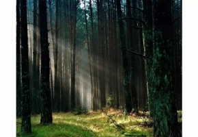 生长在树林里的小木屋，回归自然的格调生活！| ENJOY DESIGN