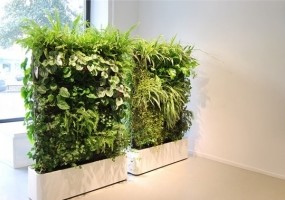 室内绿植让办公空间增添生机